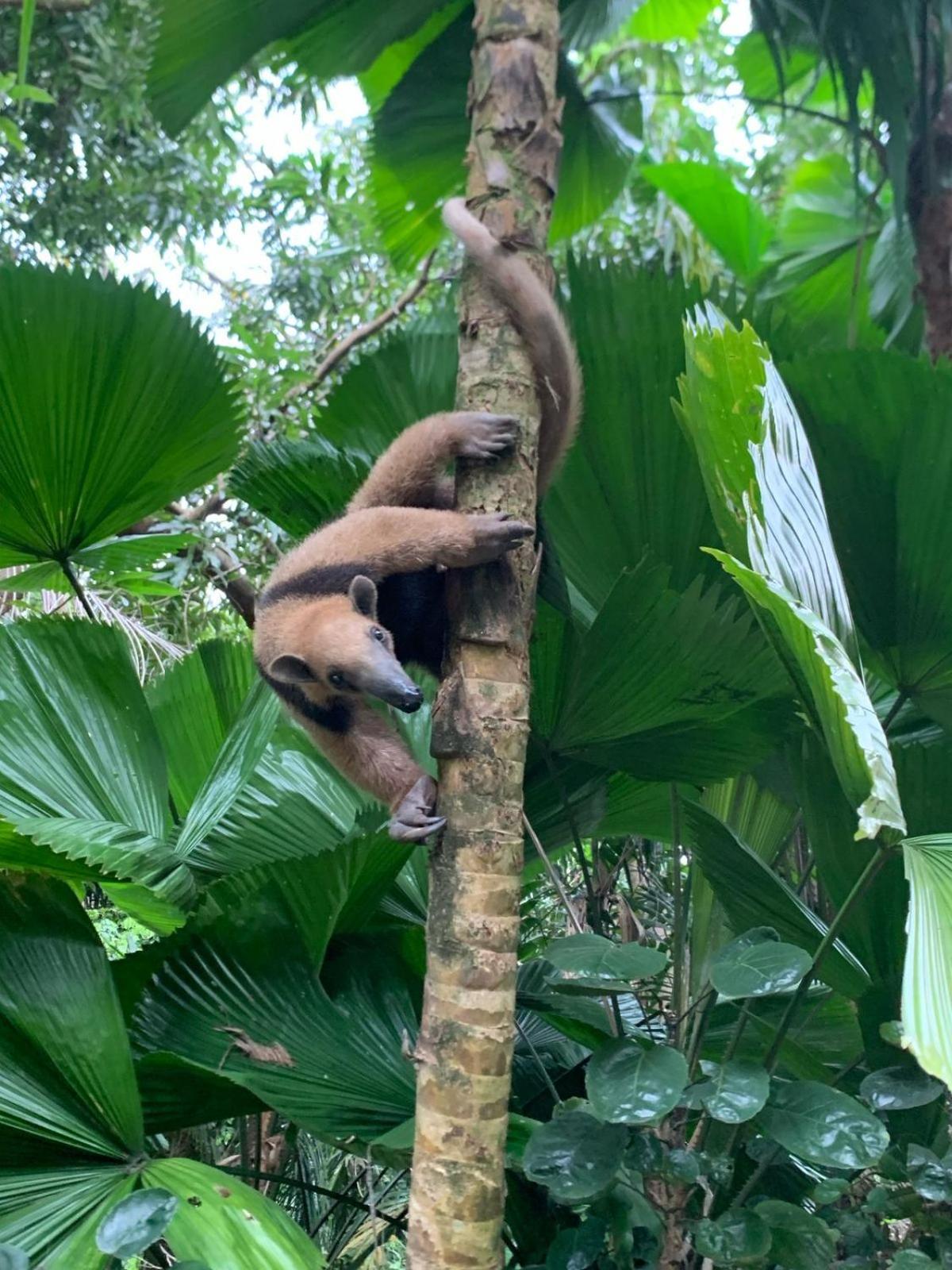 De La Selva Hotel Manuel Antonio