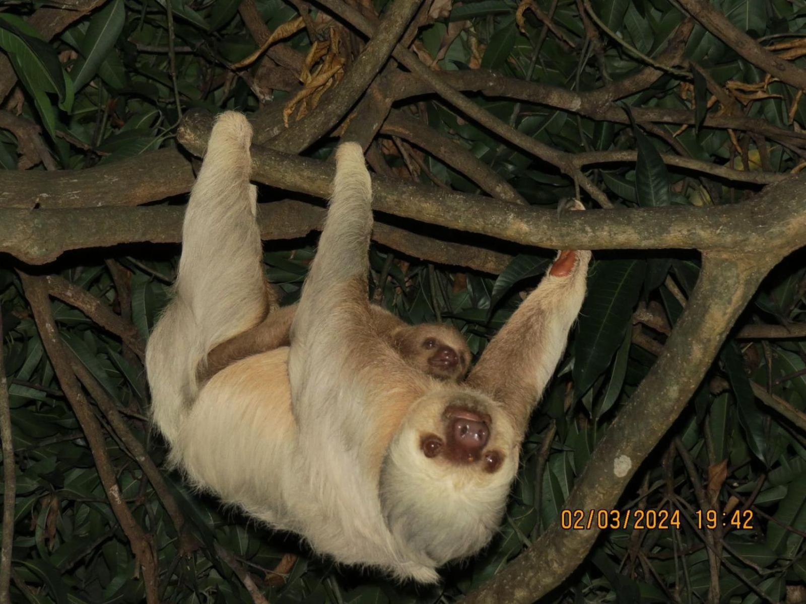 De La Selva 2* Manuel Antonio